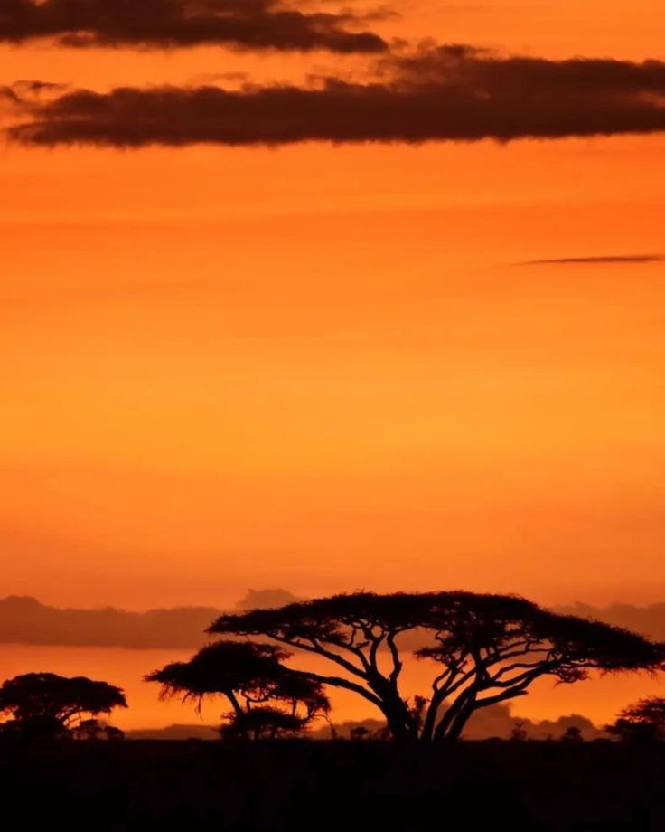 Sunrise Safari